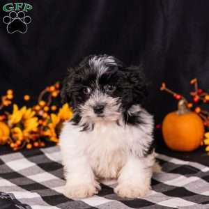 Tobby, Teddy Bear Puppy